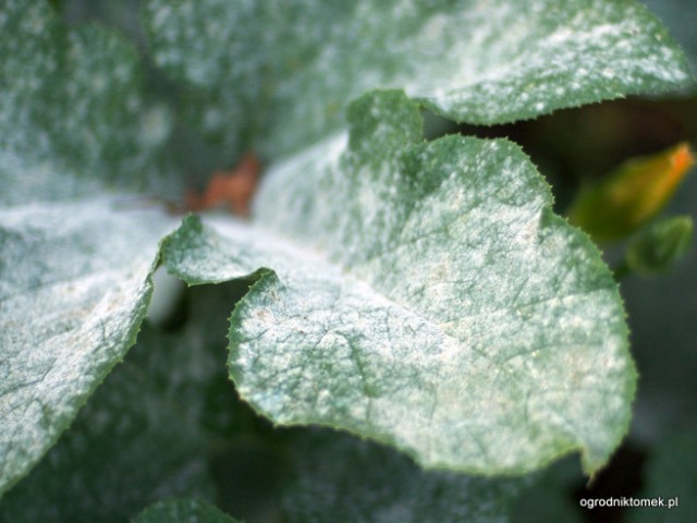 Powdery mildew on pumpkin leaves.