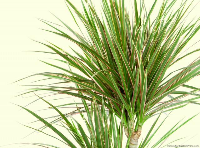 Dracaena in a pot on a white background