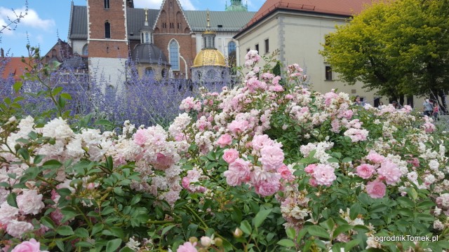Rośliny na Wawelu