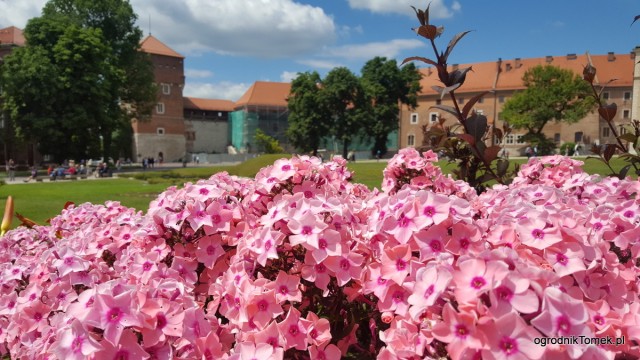 Rośliny na Wawelu